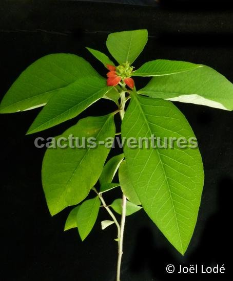 Euphorbia cyatophora MCA P1040480